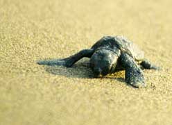 Caretta Caretta Dalyan