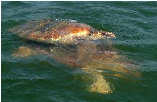 Caretta Caretta Dalyan