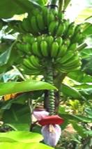 Bananen Alanya